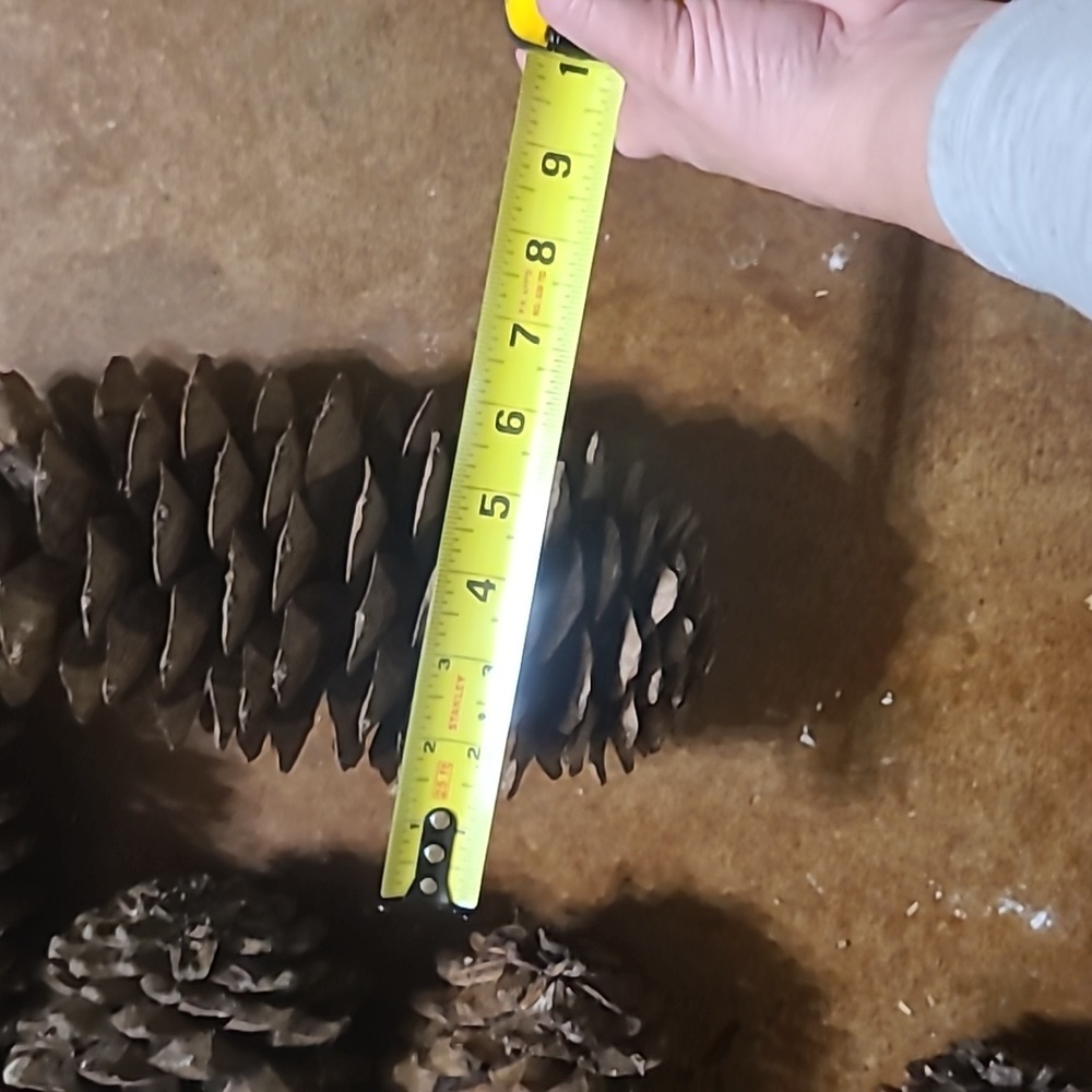 🪩 DISCO DEALS 1 Gigantic pinecone!  XXL, HUGE, MASSIVE, Very Big - Picture 10 of 11
